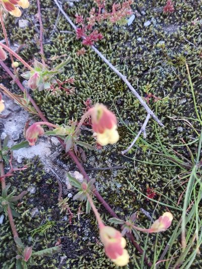 Hermannia litoralis, photographed by linkie
