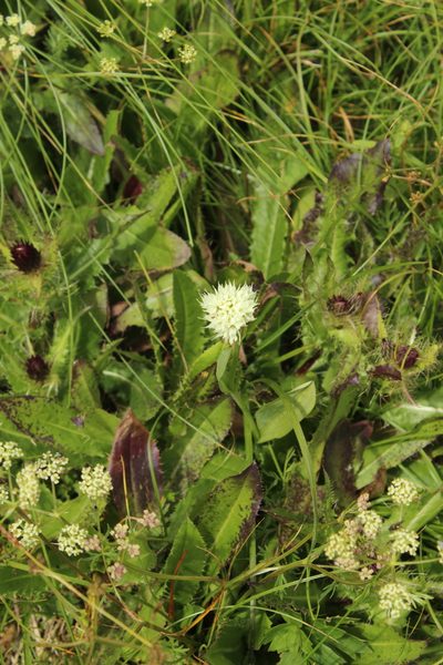 Traunsteinera sphaerica, photographed by Dmitriy Bochkov