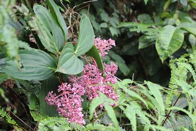 Medinilla speciosa, photographed by Richard Fuller