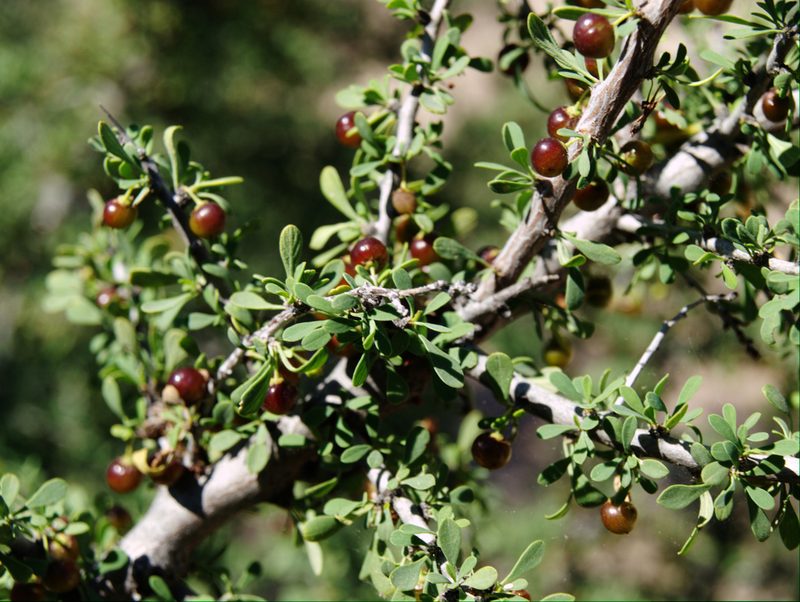 Condalia globosa, photographed by rociojgo
