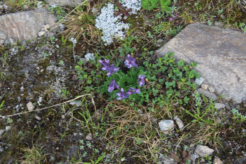 Corydalis conorhiza, photographed by Dmitriy Bochkov