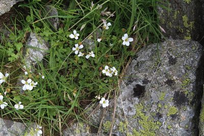 Saxifraga sibirica, photographed by Dmitriy Bochkov
