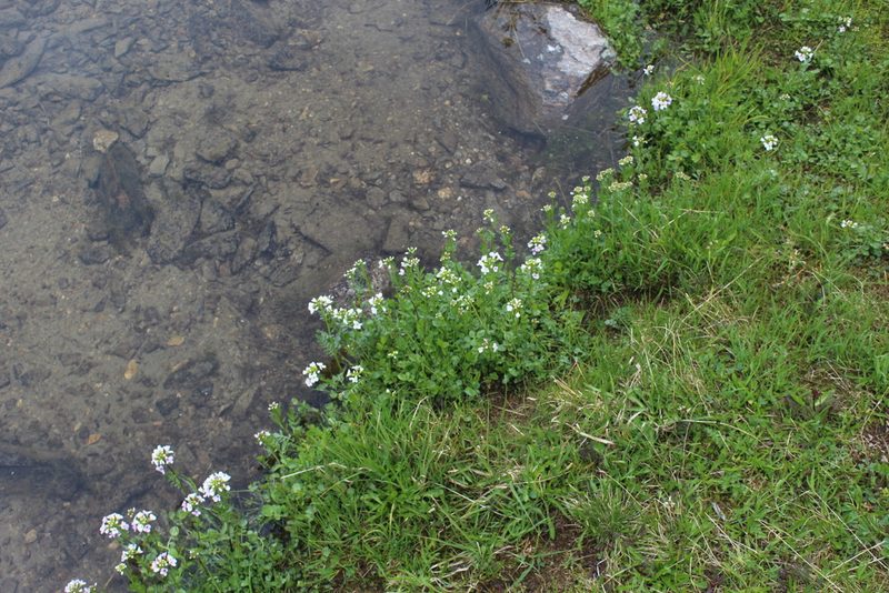 Cardamine uliginosa, photographed by Dmitriy Bochkov