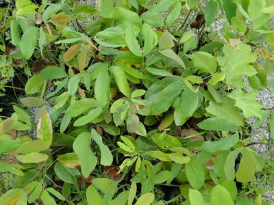 Hymenaea courbaril, photographed by Diogo Luiz