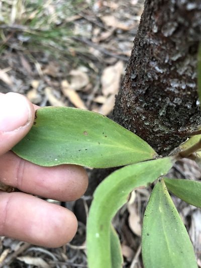Persoonia cornifolia, photographed by Greg Tasney