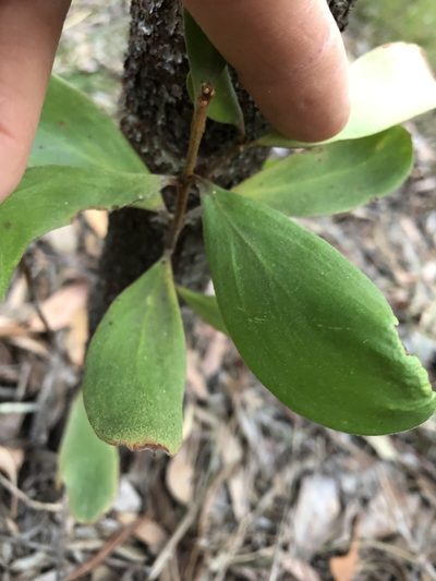 Persoonia cornifolia, photographed by Greg Tasney
