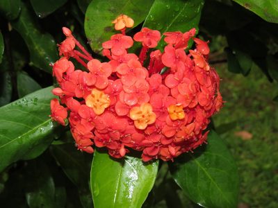 Ixora chinensis, photographed by Diogo Luiz