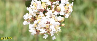 Lagerstroemia indica, photographed by Kim, Hyun-tae