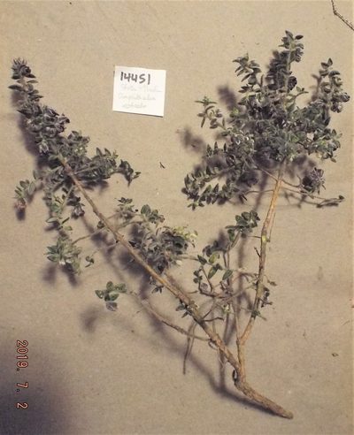 Amphithalea rostrata, photographed by Charles Stirton