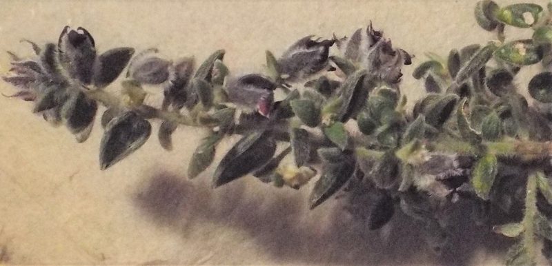 Amphithalea rostrata, photographed by Charles Stirton