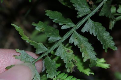 Asplenium tenerum, photographed by Franz Anthony