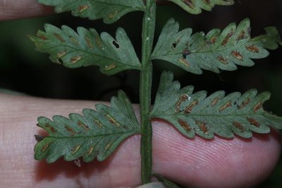 Asplenium tenerum, photographed by Franz Anthony