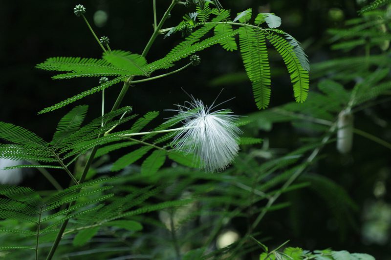 Zapoteca portoricensis, photographed by Franz Anthony