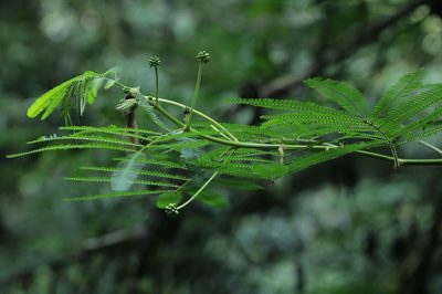 Zapoteca portoricensis, photographed by Franz Anthony
