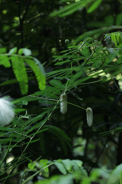Zapoteca portoricensis, photographed by Franz Anthony
