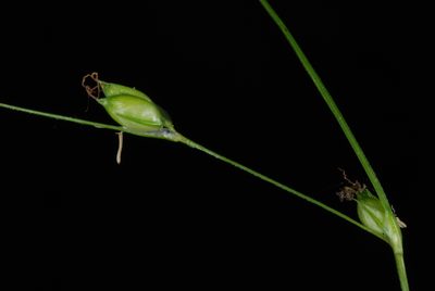 Carex billingsii, photographed by Douglas Goldman