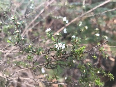 Taxandria parviceps, photographed by Ann Bentley