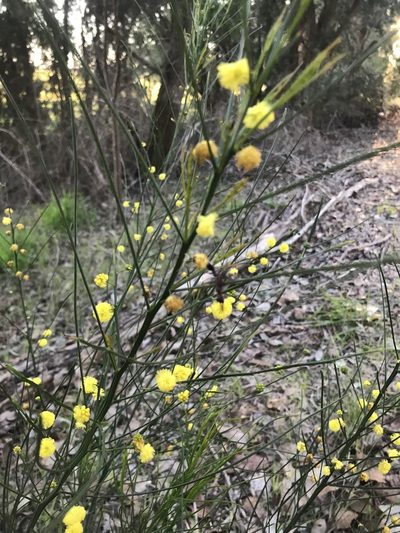 Acacia extensa, photographed by Ann Bentley