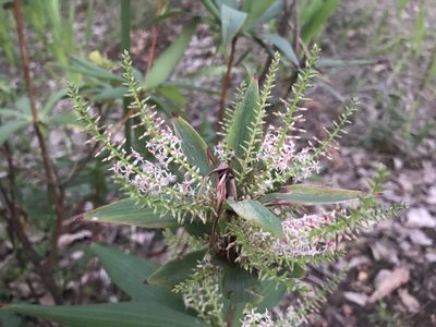 Leucopogon verticillatus, photographed by Ann Bentley
