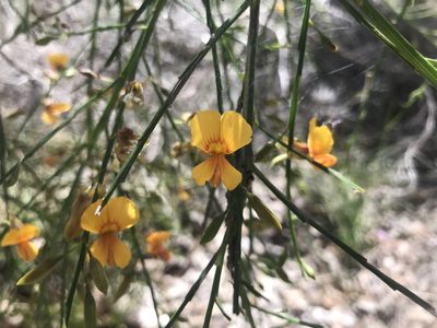 Jacksonia sternbergiana, photographed by Ann Bentley