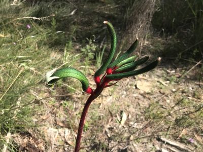 Anigozanthos manglesii, photographed by Ann Bentley