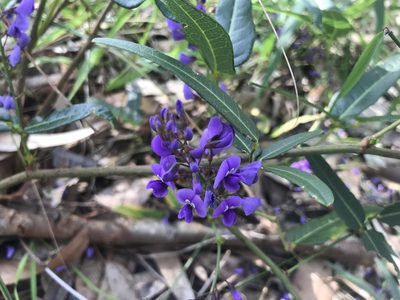Hardenbergia comptoniana, photographed by Ann Bentley