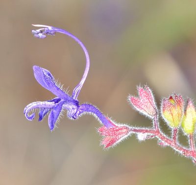 Trichostema laxum, photographed by Don Loarie