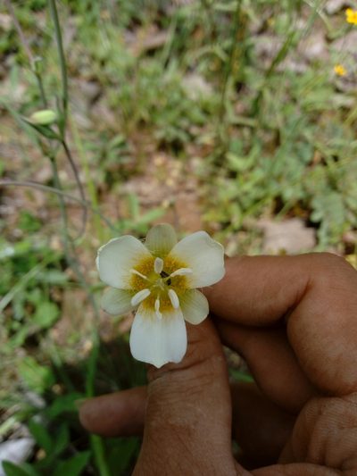 Calochortus ownbeyi, photographed by Dante S. Figueroa