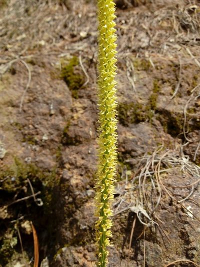 Malaxis tepicana, photographed by Dante S. Figueroa