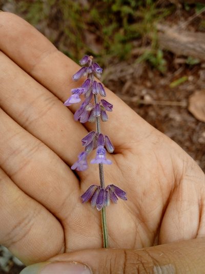 Salvia helianthemifolia, photographed by Dante S. Figueroa