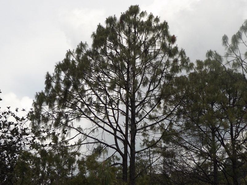 Pinus luzmariae, photographed by Dante S. Figueroa