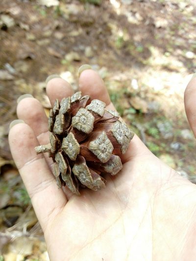 Pinus luzmariae, photographed by Dante S. Figueroa