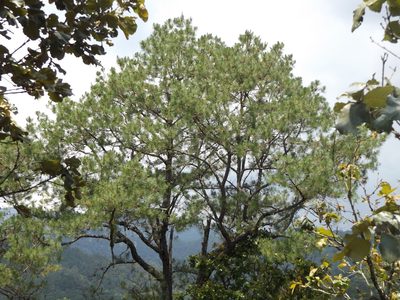 Pinus georginae, photographed by Dante S. Figueroa