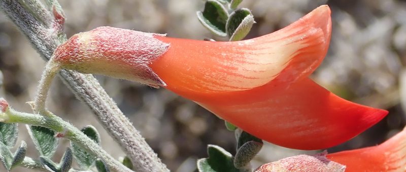 Lessertia canescens, photographed by Nicola van Berkel