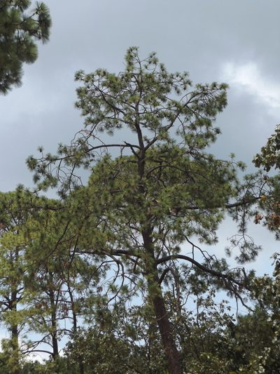 Pinus luzmariae, photographed by Dante S. Figueroa