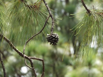 Pinus luzmariae, photographed by Dante S. Figueroa