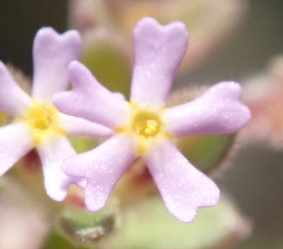 Zaluzianskya gracilis, photographed by Nicola van Berkel