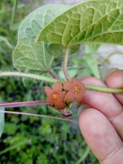 Mexicania congesta, photographed by Dante S. Figueroa