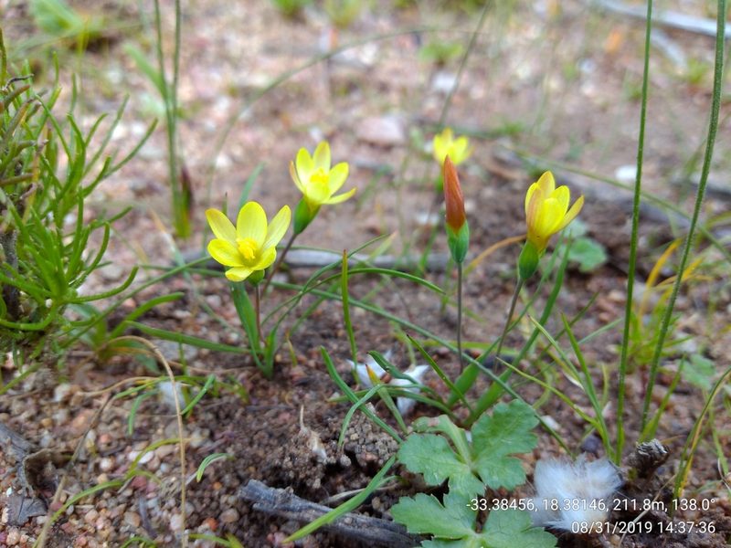 Geissorhiza platystigma, photographed by Seth Musker