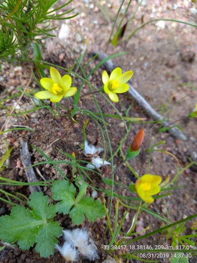 Geissorhiza platystigma, photographed by Seth Musker