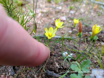 Geissorhiza platystigma, photographed by Seth Musker