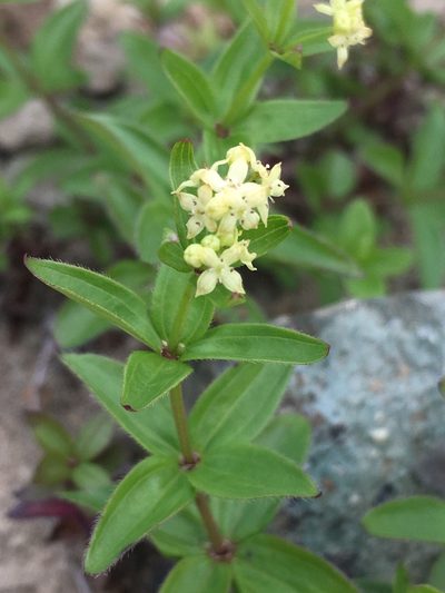 Trichogalium oreganum, photographed by Matt Berger