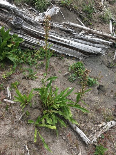 Rainiera stricta, photographed by Matt Berger