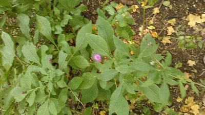 Klasea quinquefolia, photographed by Михаил Орлов