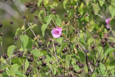 Sabdariffa furcellata, photographed by Arthur Windsor