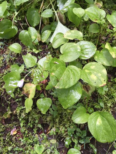Claytonia cordifolia, photographed by Matt Berger