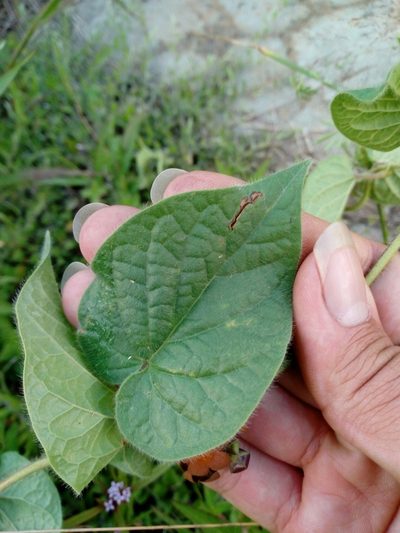 Mexicania congesta, photographed by Dante S. Figueroa