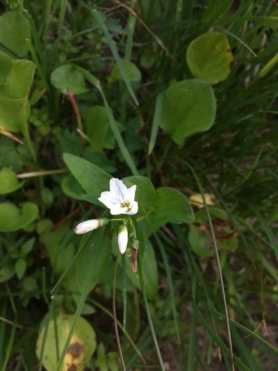 Claytonia cordifolia, photographed by Matt Berger