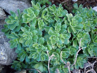 Leptinella featherstonii, photographed by Peter de Lange