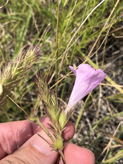 Agalinis densiflora, photographed by Sam Kieschnick